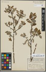 Foto von Salix appendiculata Vill.